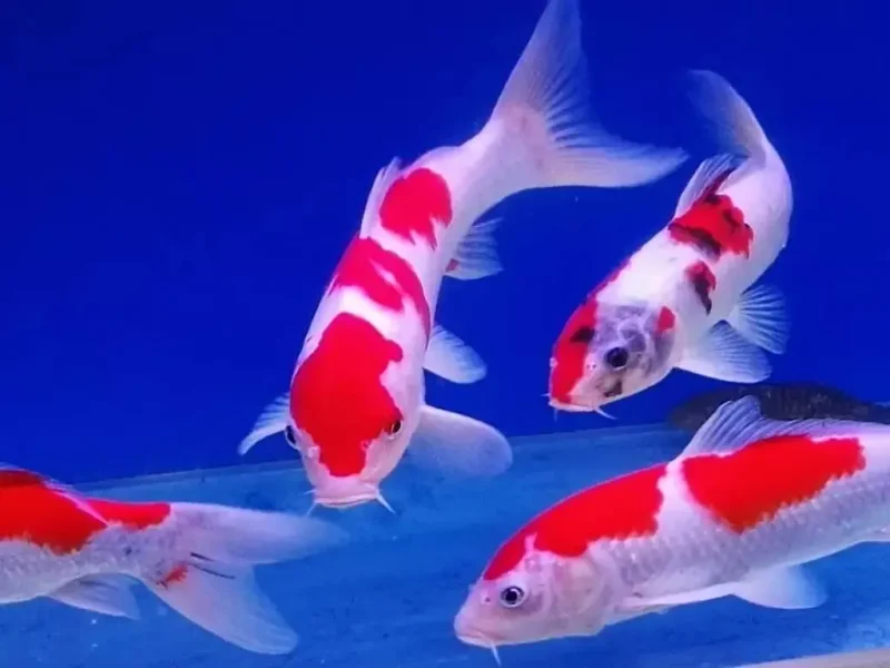 “祖宗”驾到：一票活体锦鲤引发的空运闹剧-货代QA社